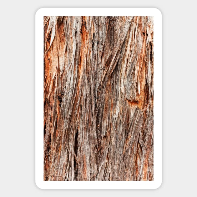 Rustic Orange Stringy Bark Tree Sticker by textural